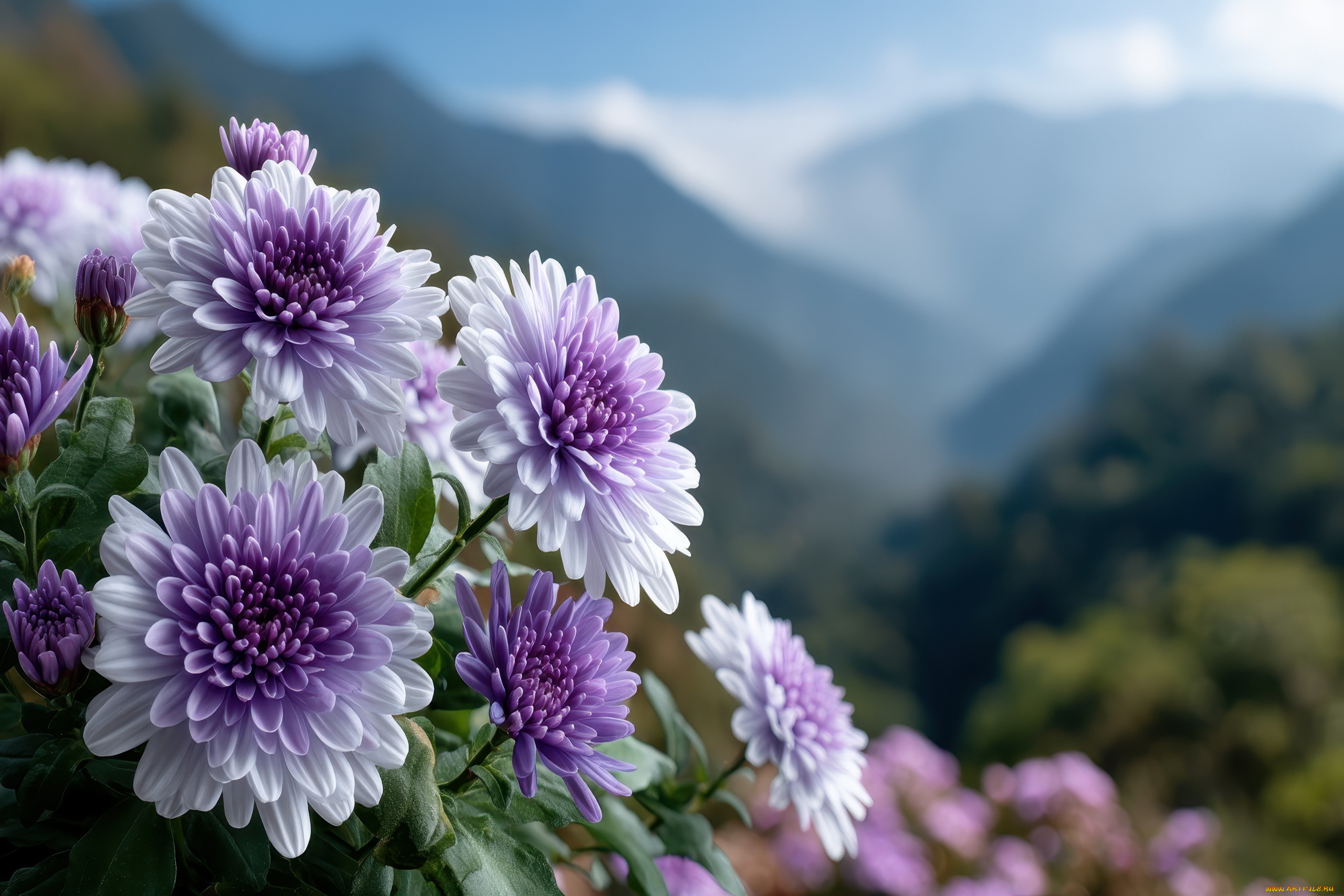 3 ,  , flowers, 